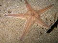 Astropecten irregularis